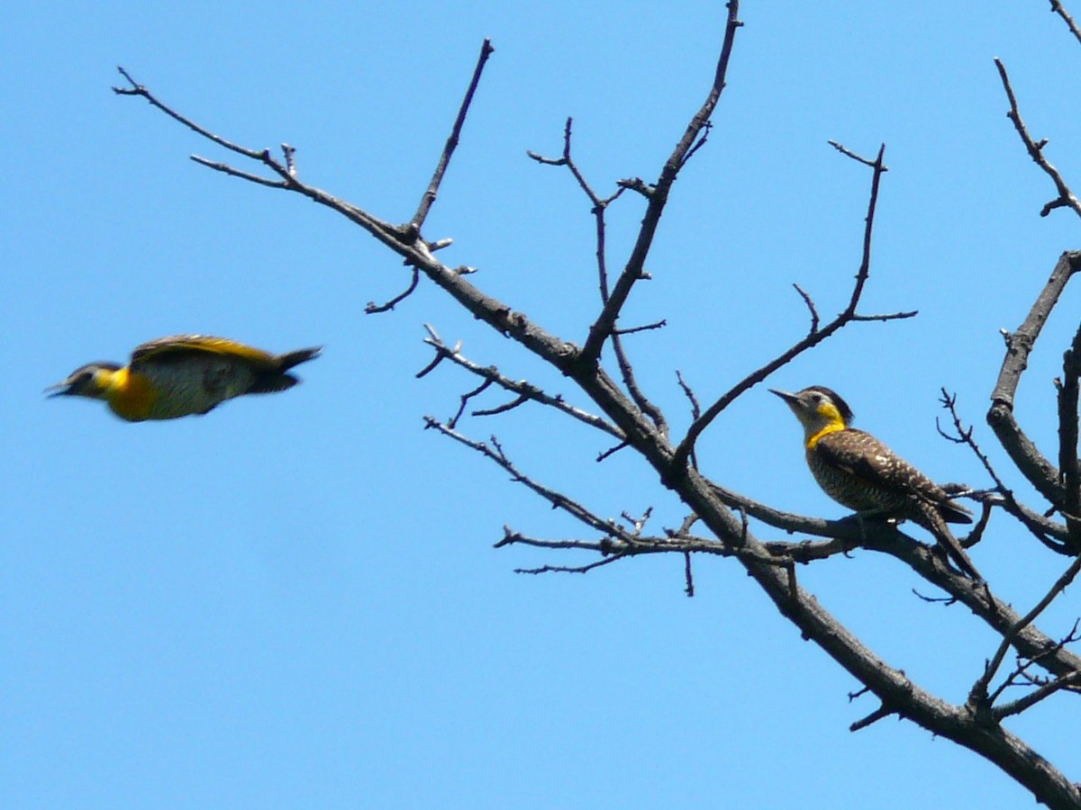 Carpintero Campestre - ML612104268