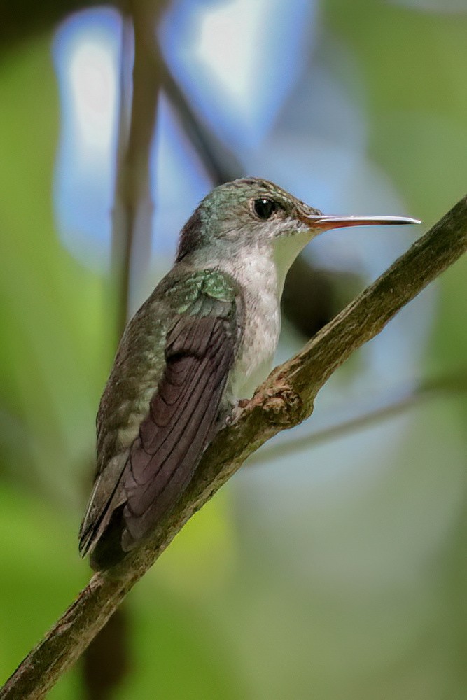 White-bellied Emerald - ML612104269