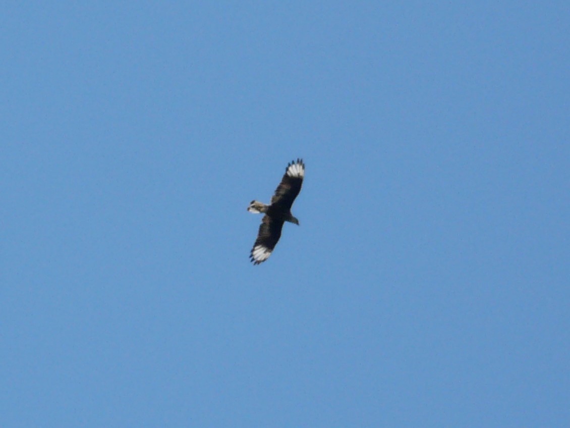 Caracara Carancho - ML612104301