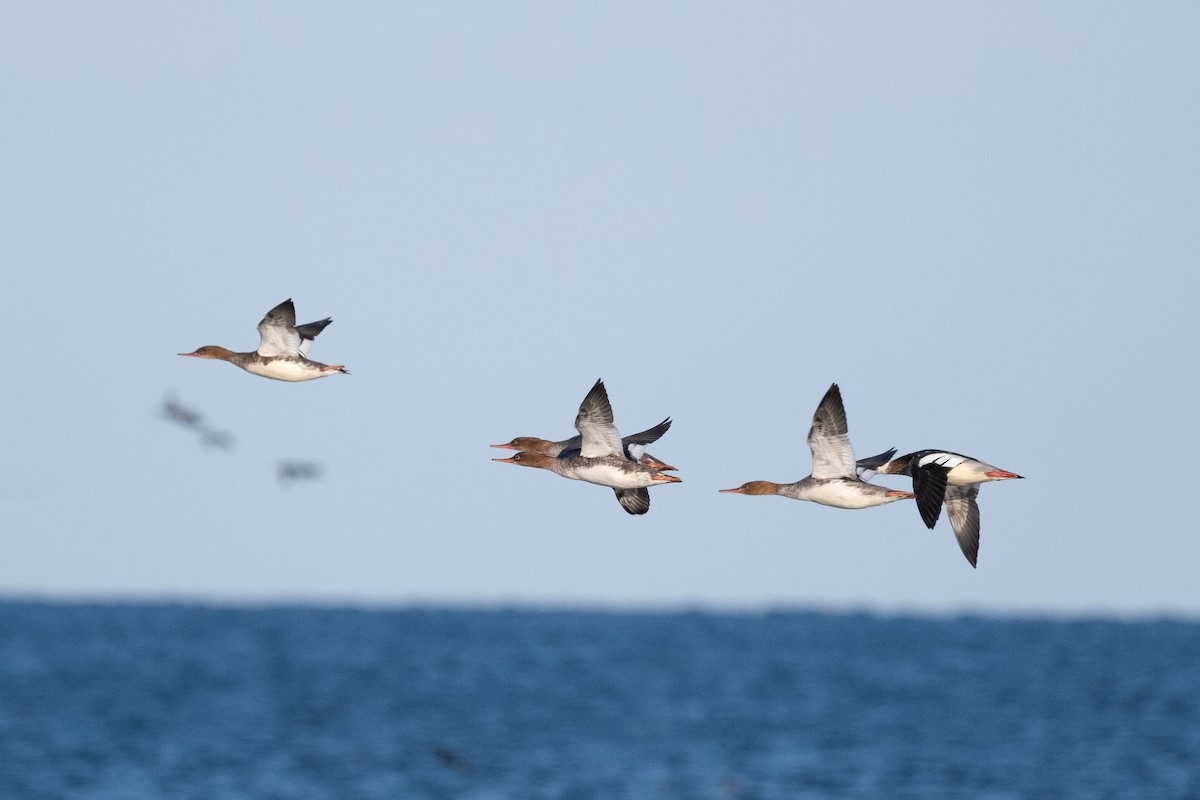 Red-breasted Merganser - Scott Dresser