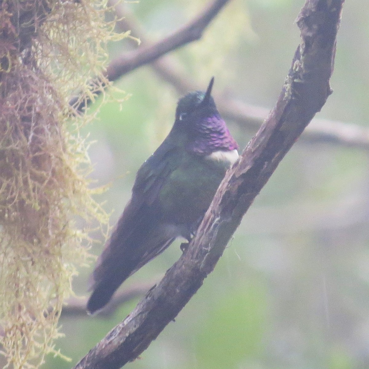 Amethyst-throated Sunangel - Sasha Robinson