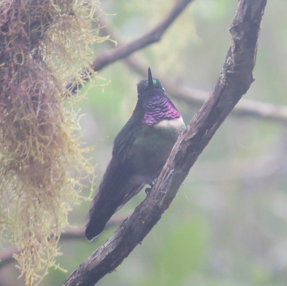 Colibrí Gorjiamatista (grupo amethysticollis) - ML612104312