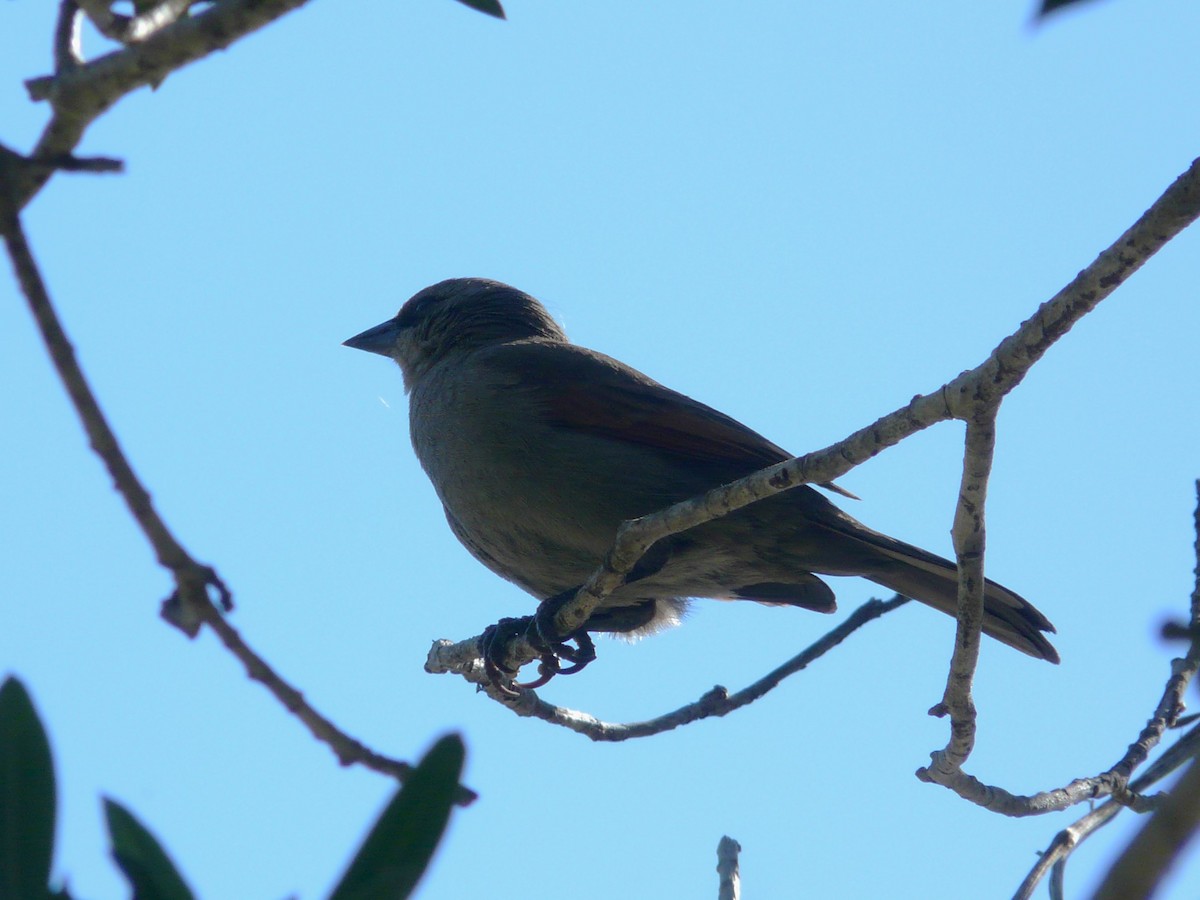 Tordo Músico - ML612104325
