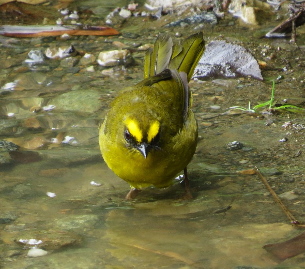 Citrine Warbler (Peruvian) - ML612104333