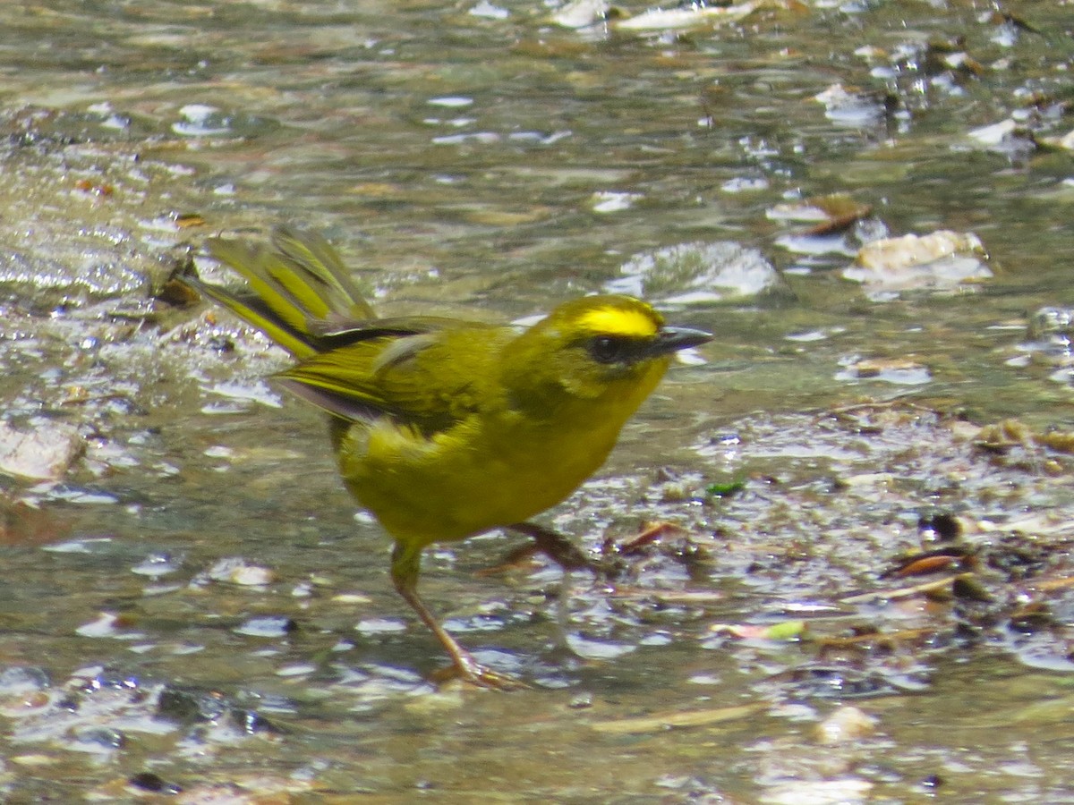 Citrine Warbler (Peruvian) - ML612104334