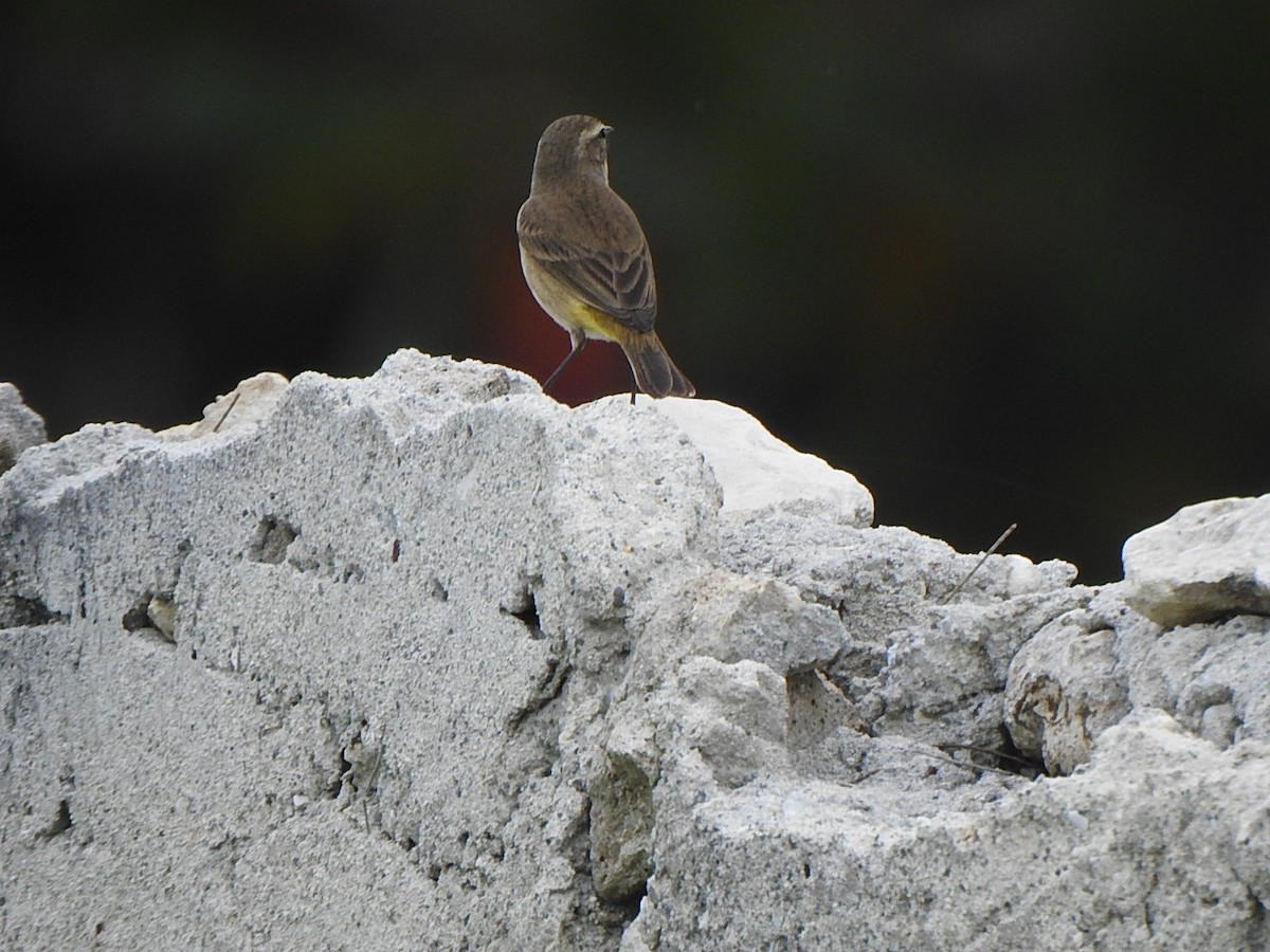 Palm Warbler - ML612104339