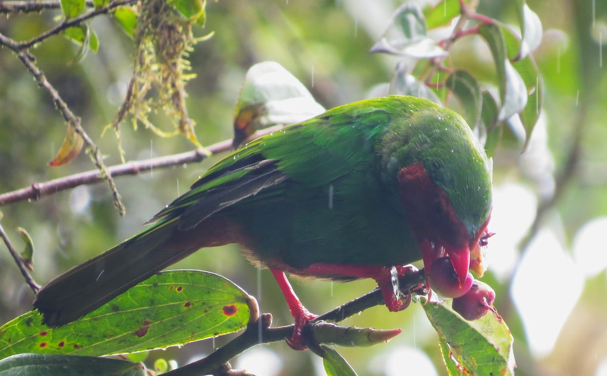 Grass-green Tanager - ML612104377