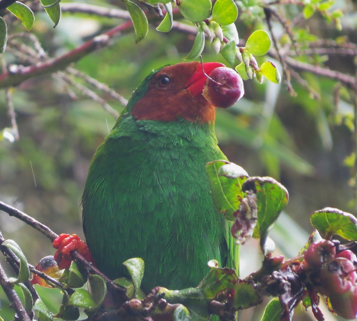 Grass-green Tanager - ML612104379