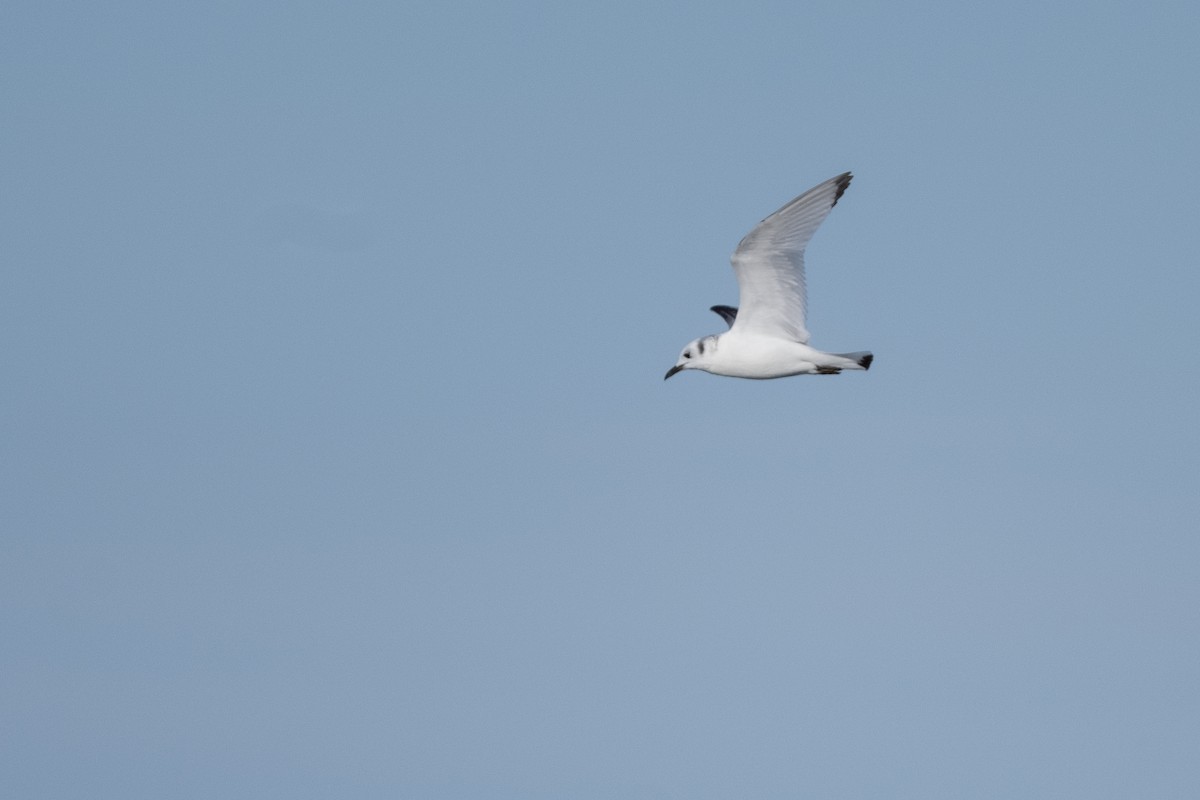 Black-legged Kittiwake - ML612104390