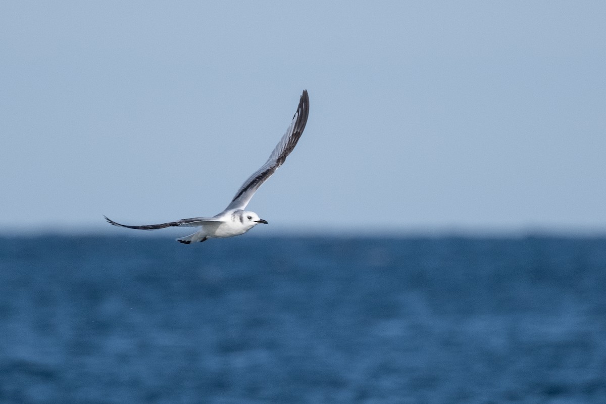 Black-legged Kittiwake - ML612104391