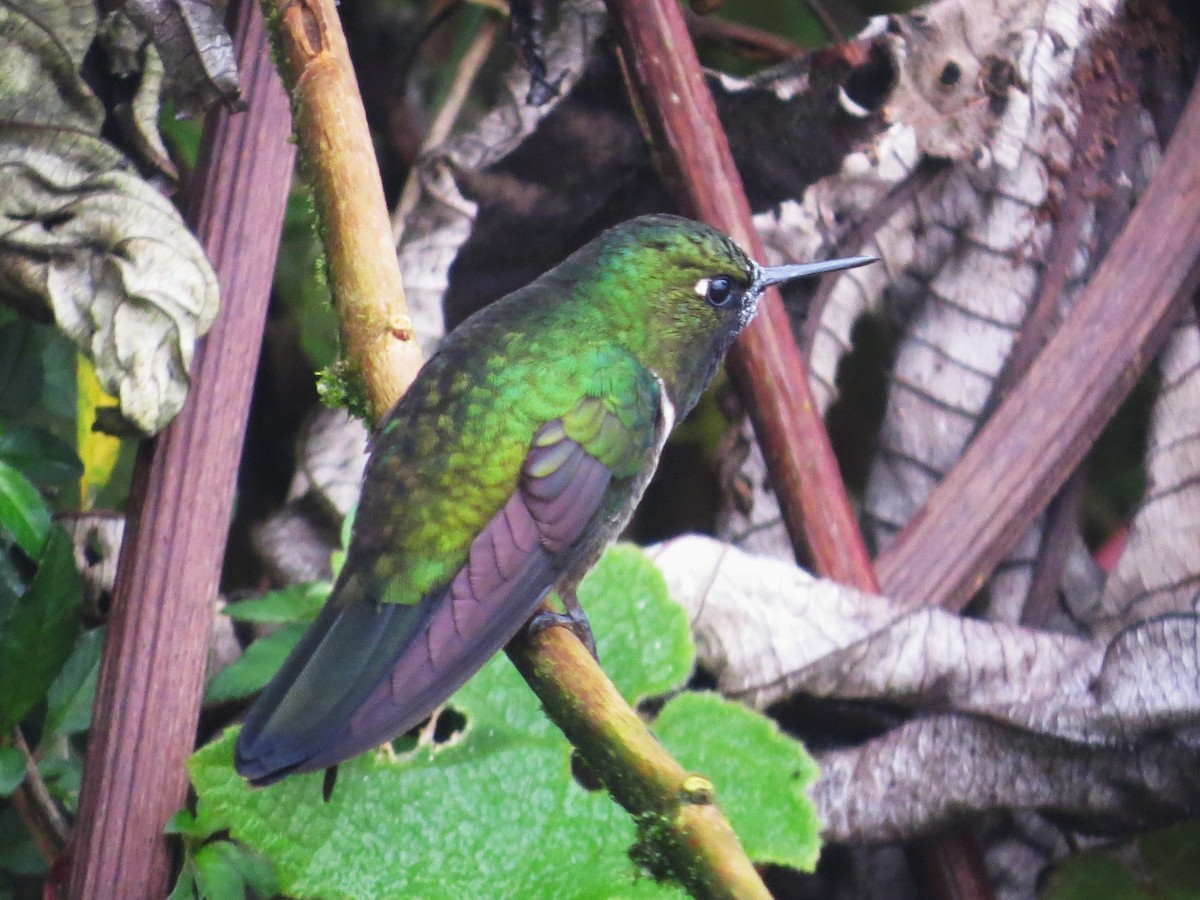 Amethyst-throated Sunangel - Sasha Robinson