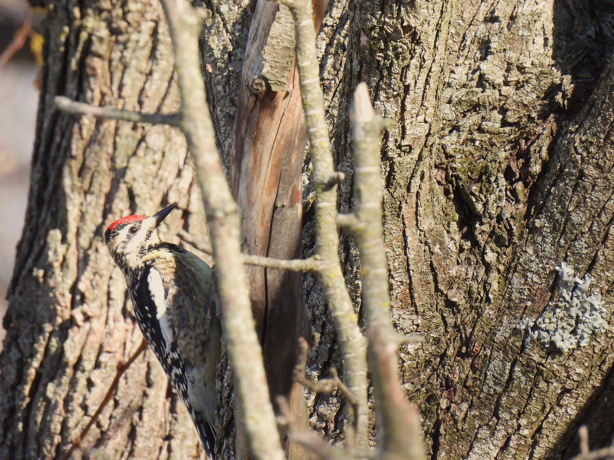 Yellow-bellied Sapsucker - ML612104442