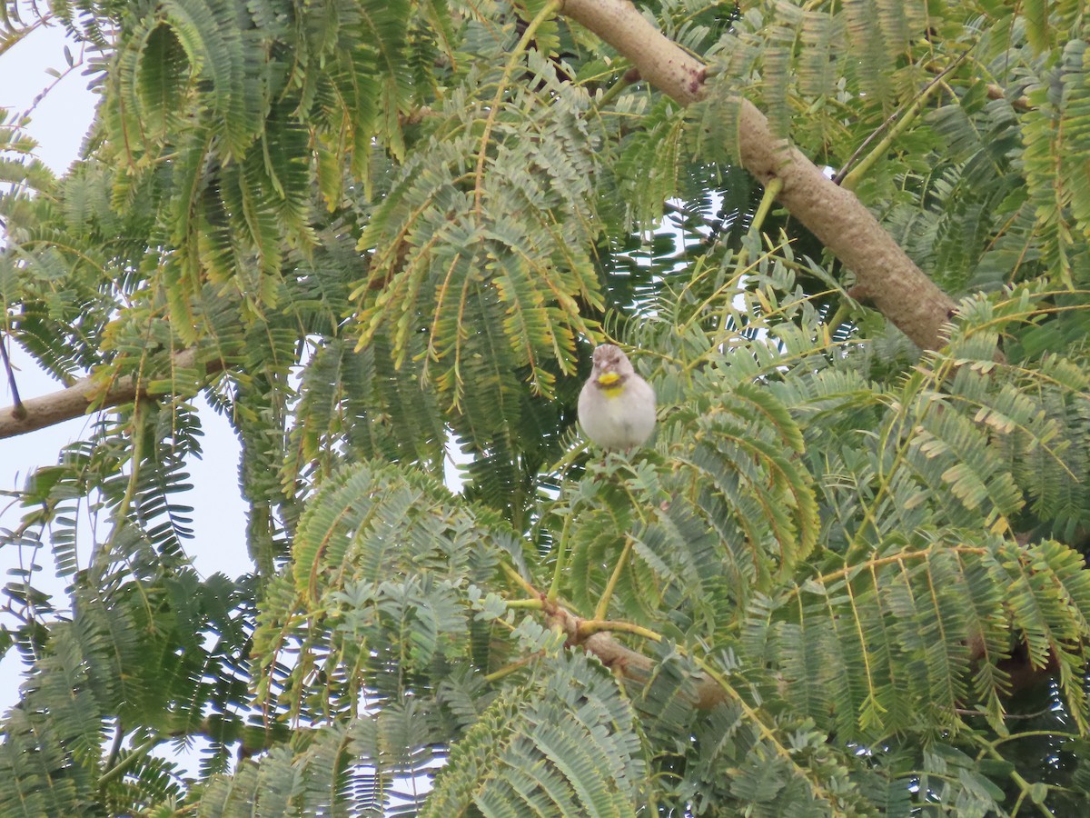 Salvadori's Serin - ML612104445