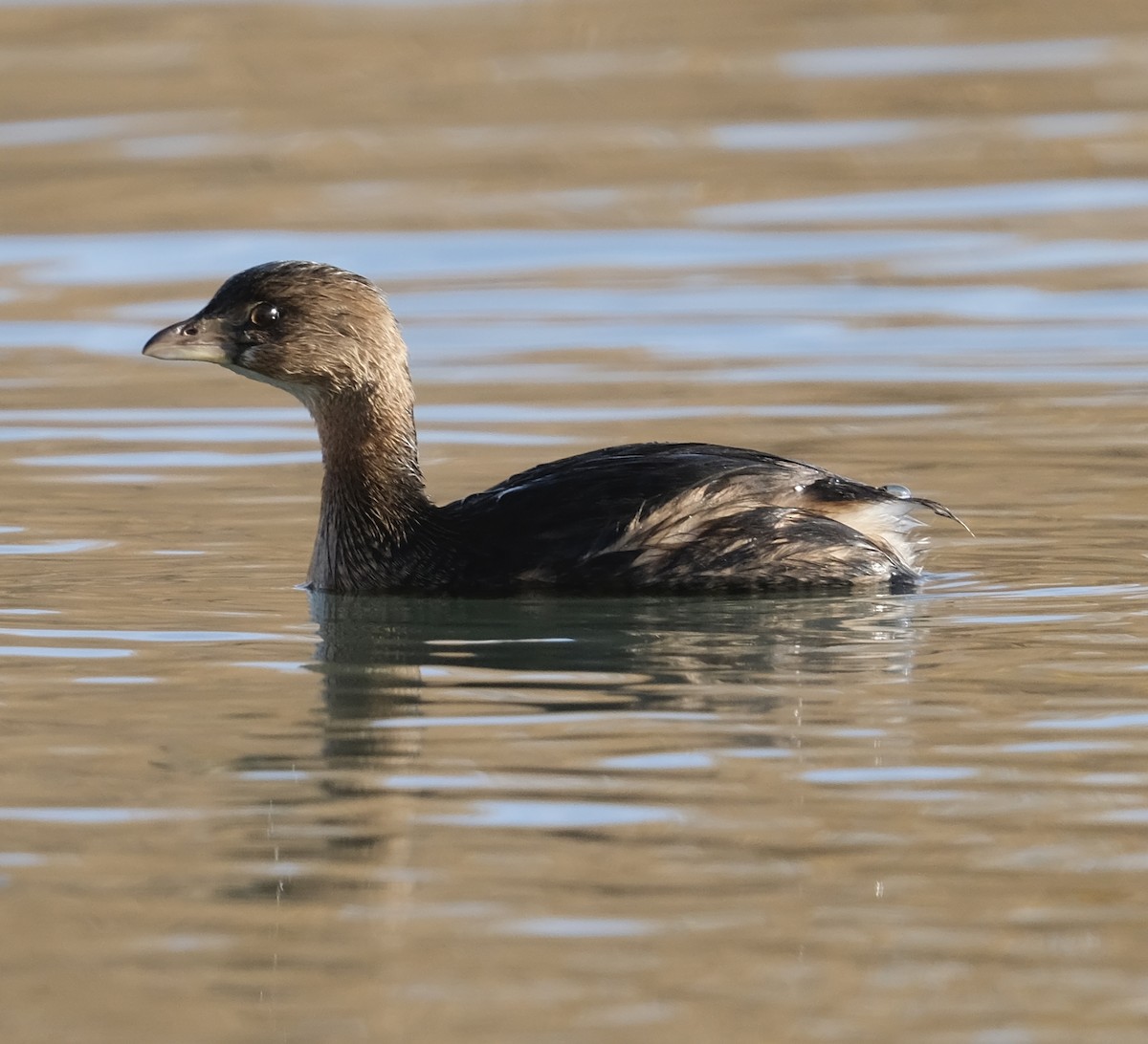 Pied-billed Grebe - ML612104472