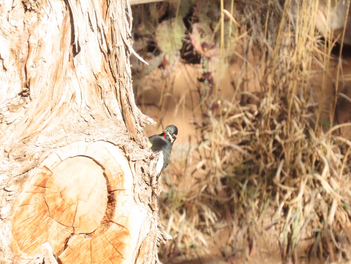 Williamson's Sapsucker - ML612104482