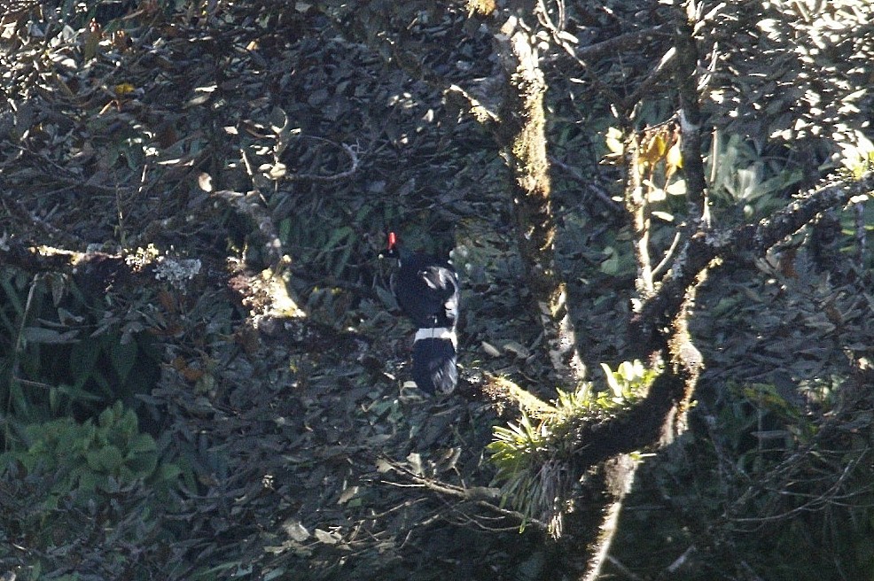 Horned Guan - ML612104496