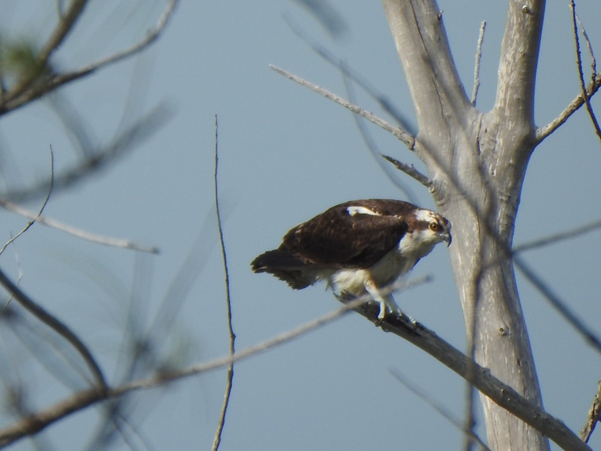 Águila Pescadora - ML612104508