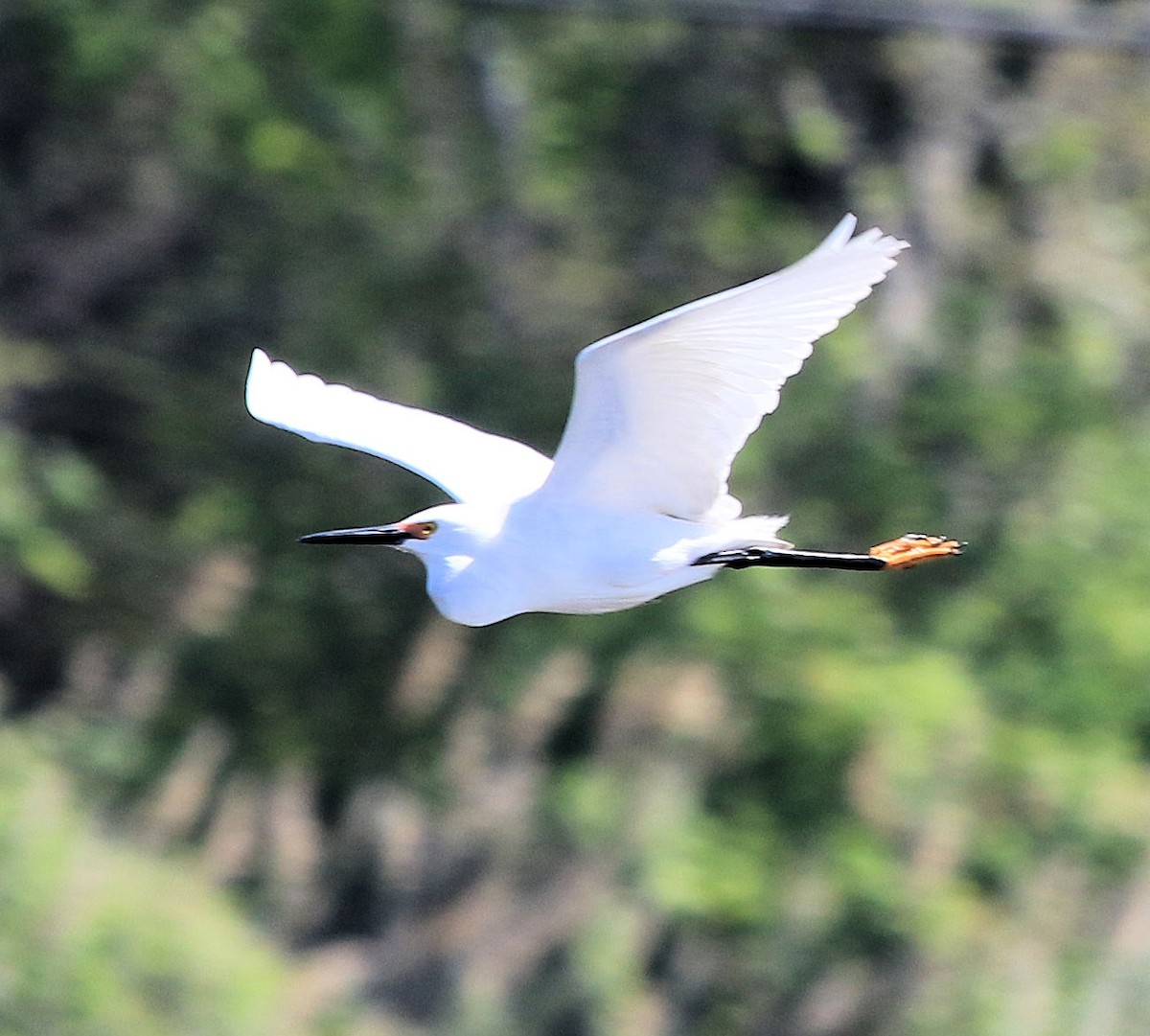 Snowy Egret - ML612104556