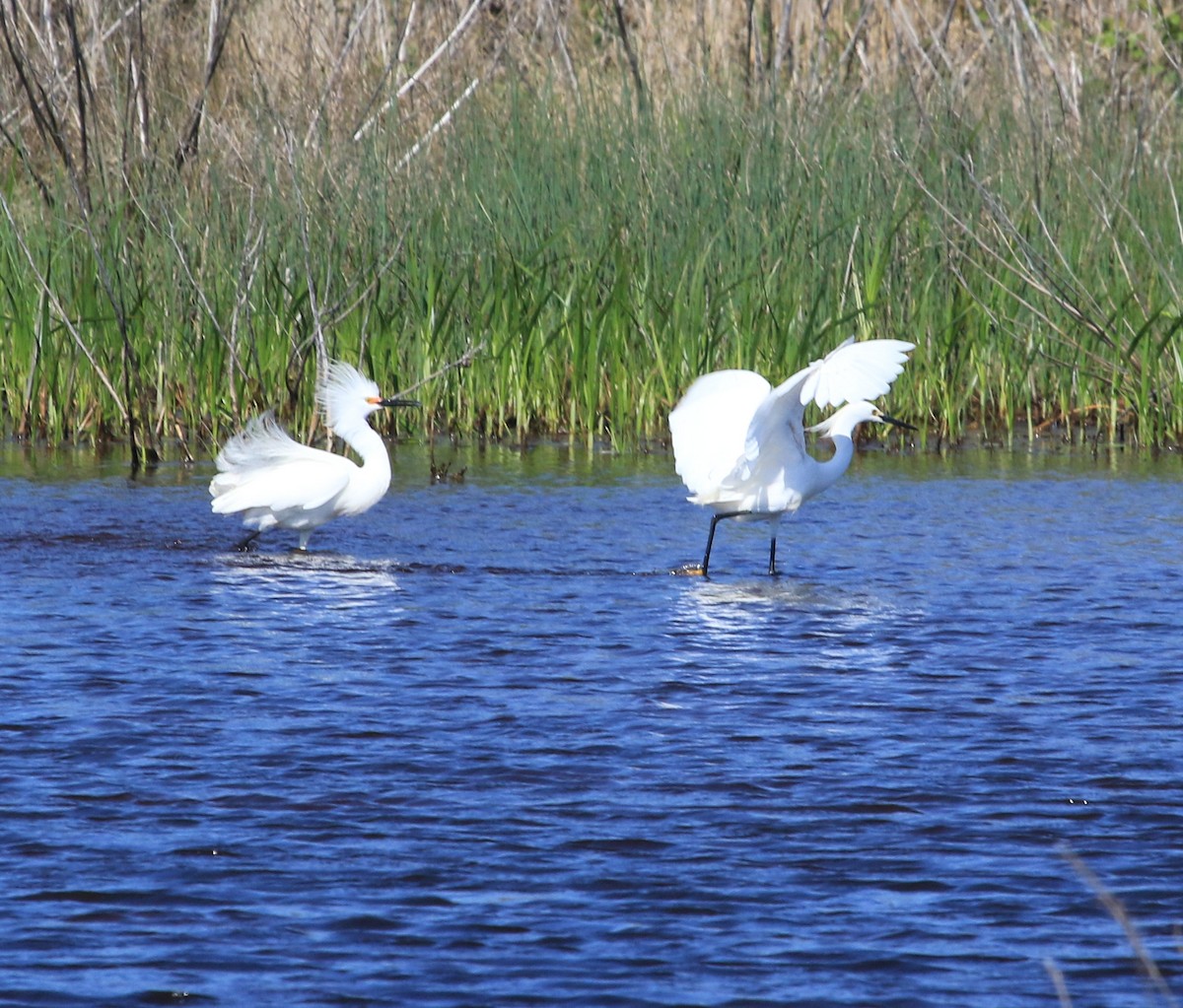 Snowy Egret - ML612104557