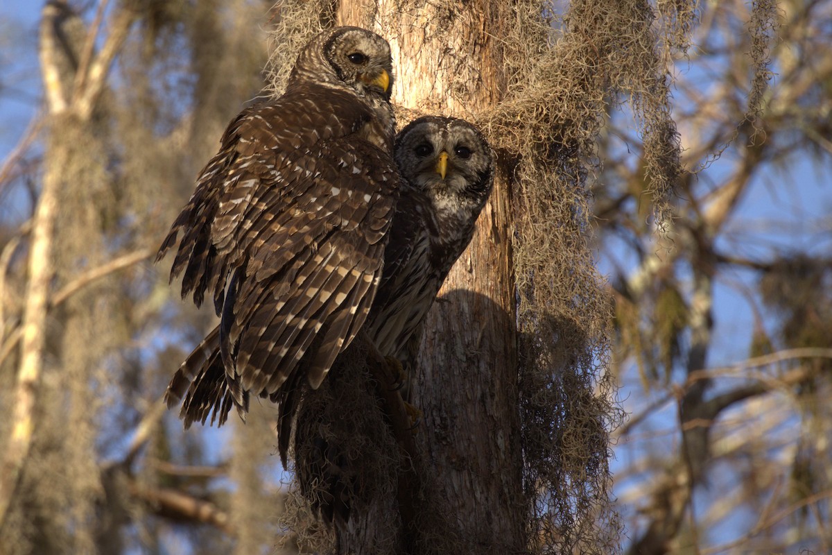 Barred Owl - ML612104617