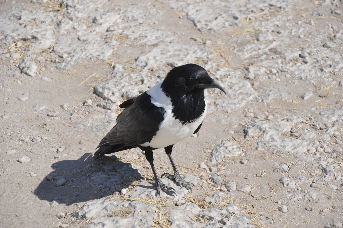 Pied Crow - ML612104798