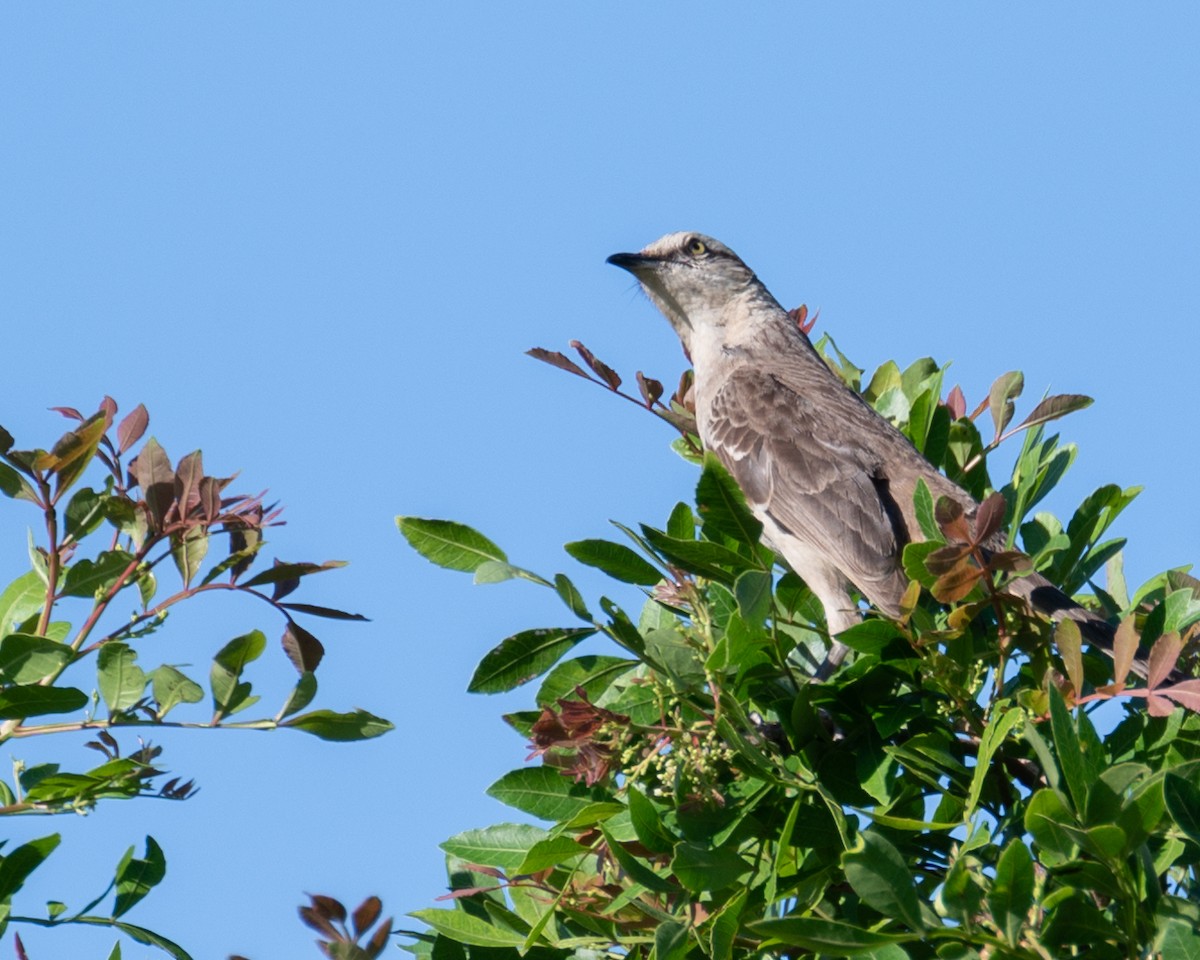 Chalk-browed Mockingbird - Victor Pássaro