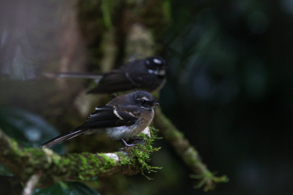 Gray Fantail - Jesse Watson