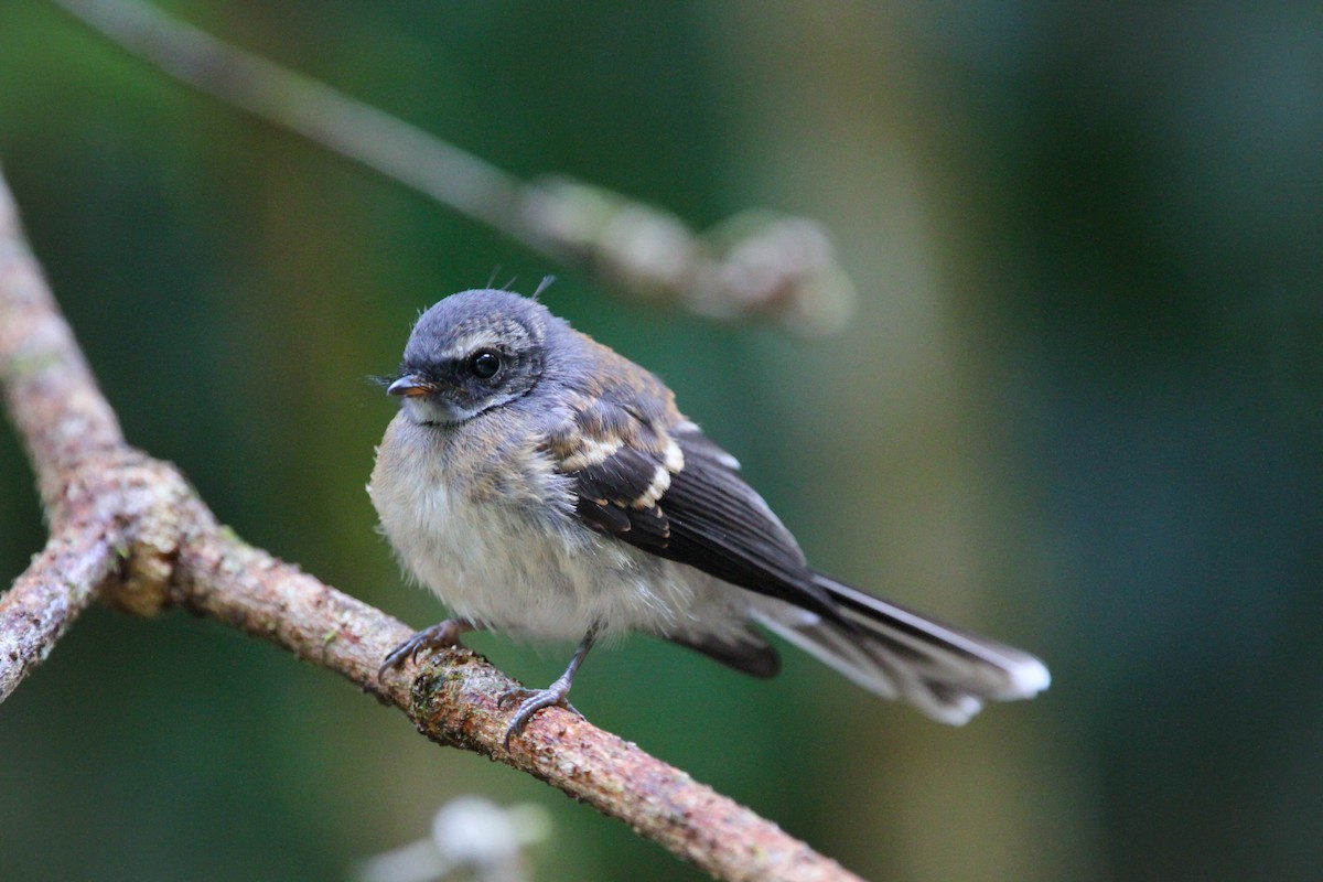 Gray Fantail - ML612104819