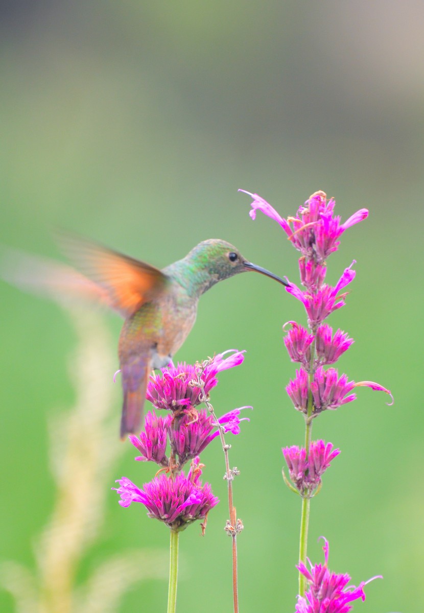 Berylline Hummingbird (Northern) - ML612104822