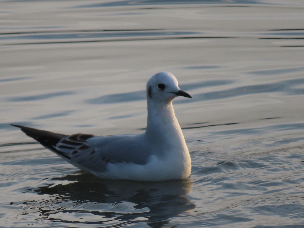 Bonaparte's Gull - Terri Williams