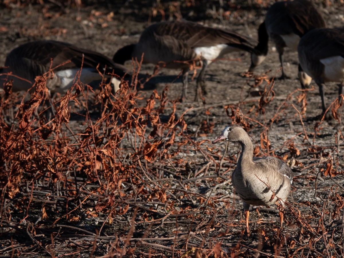 Greater White-fronted Goose - ML612104867