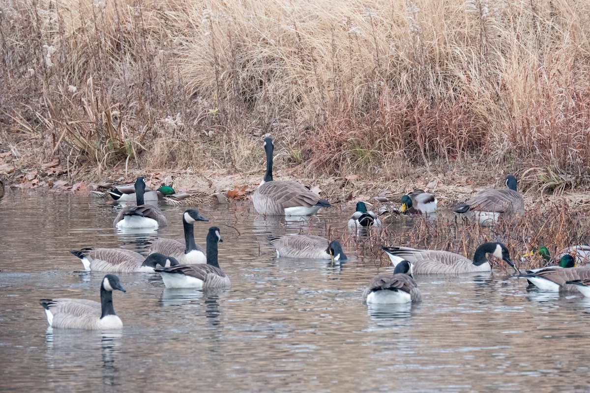 Canada Goose - ML612104980