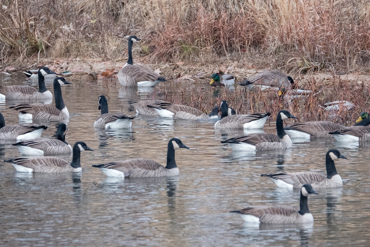 Canada Goose - ML612104981