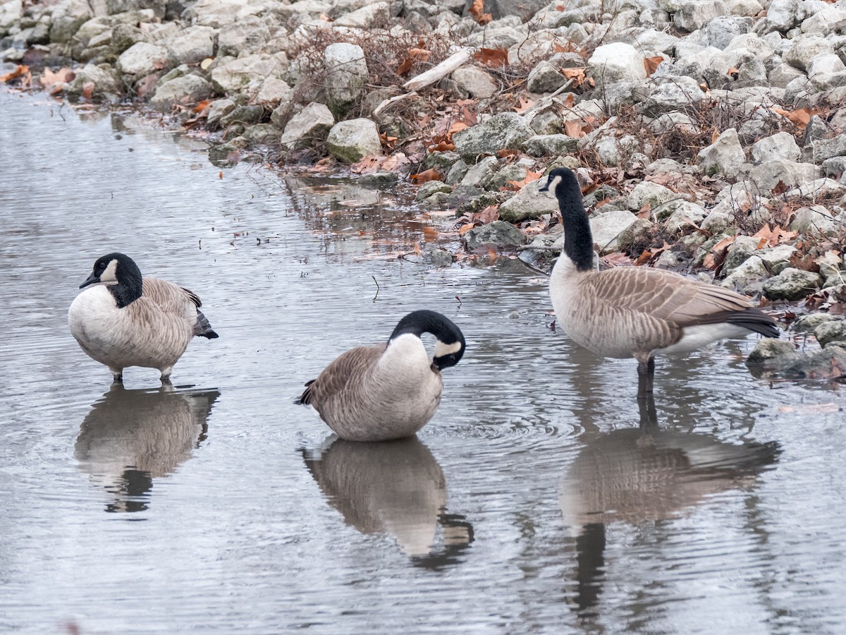 Canada Goose - ML612104982