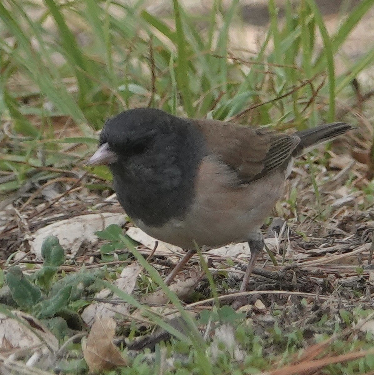 Dark-eyed Junco - ML612105004