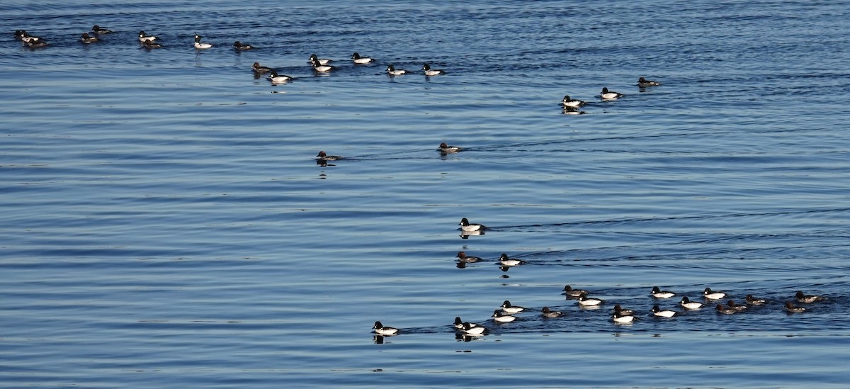 Common Goldeneye - ML612105005