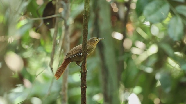 Ochre-throated Foliage-gleaner - ML612105015