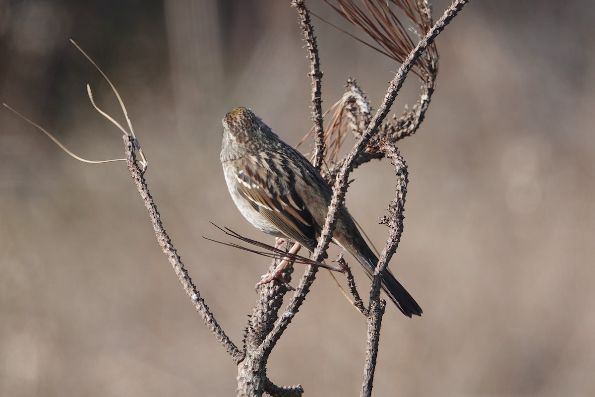 Golden-crowned Sparrow - ML612105016