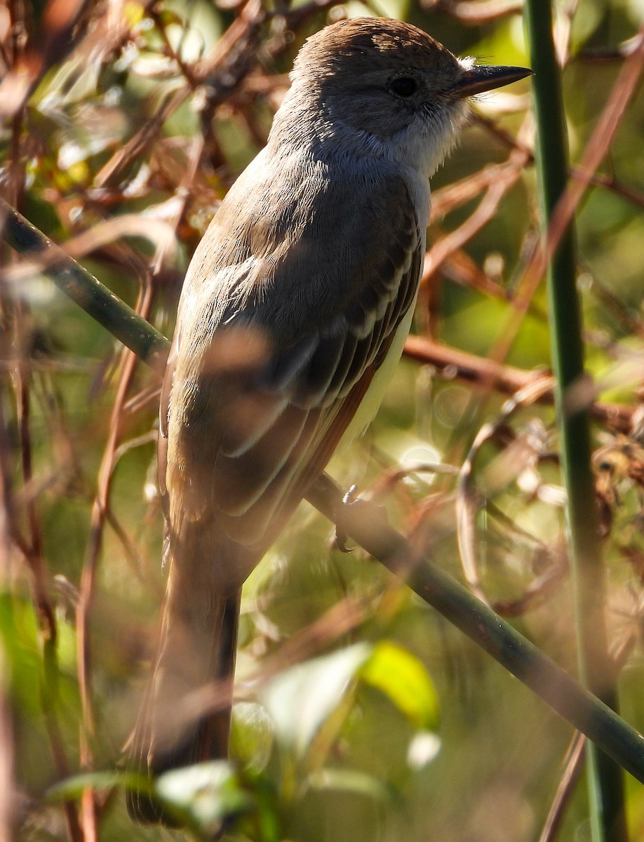 Ash-throated Flycatcher - Wendy Milstein