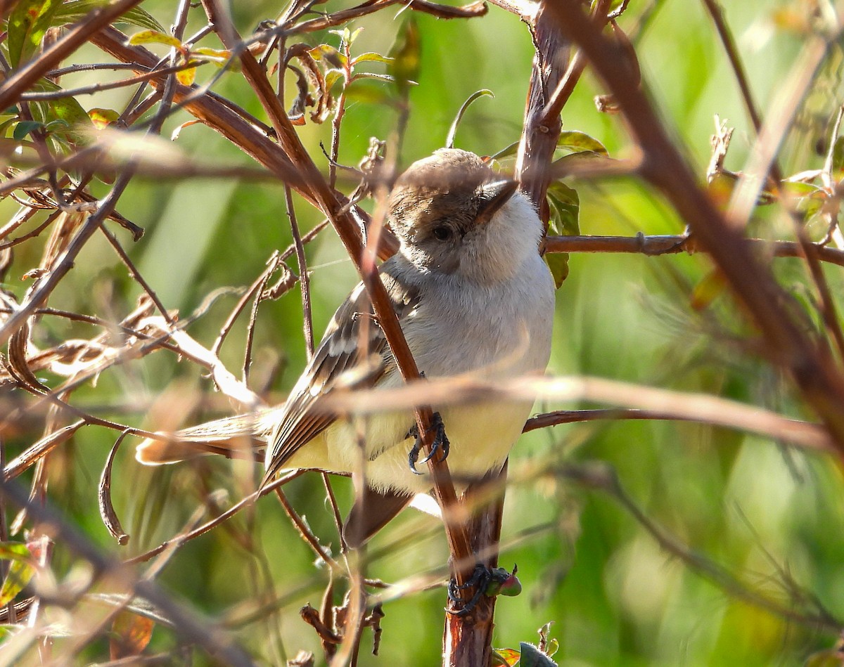 Ash-throated Flycatcher - ML612105042