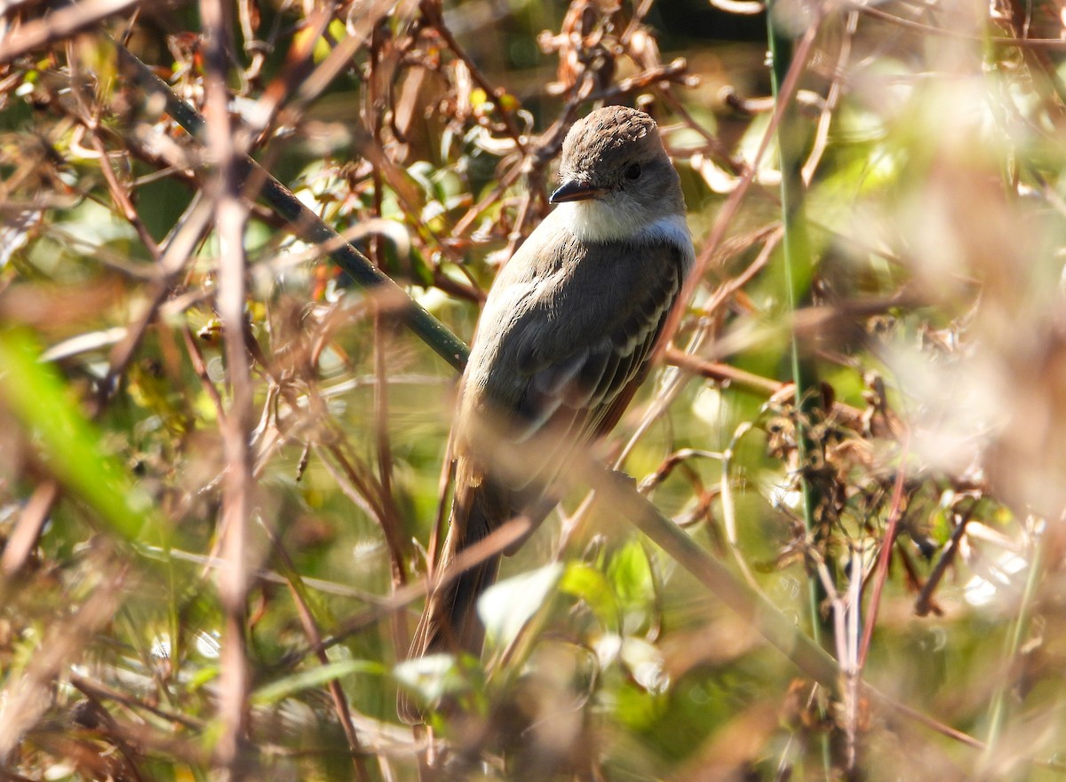 Ash-throated Flycatcher - ML612105043