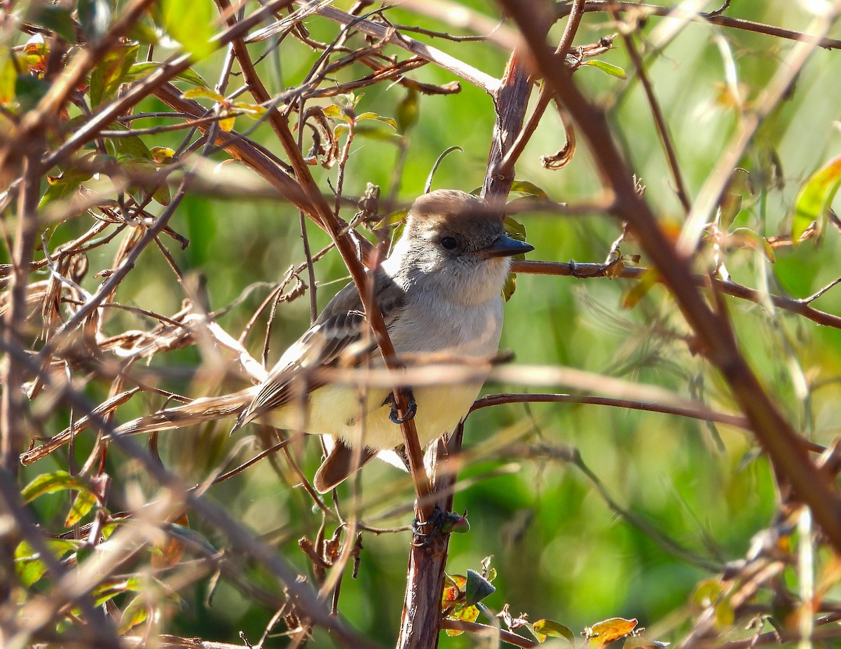 Ash-throated Flycatcher - Wendy Milstein