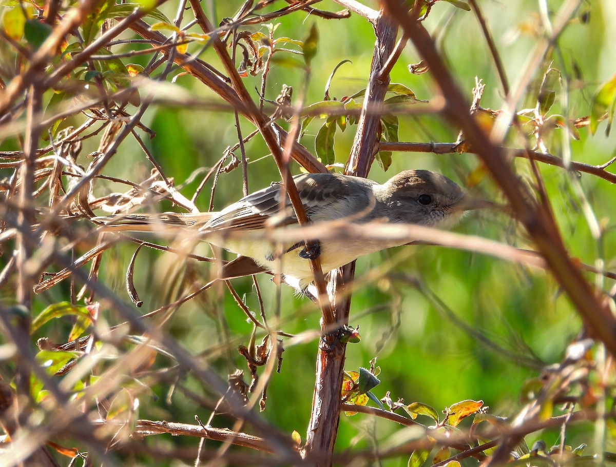 Ash-throated Flycatcher - Wendy Milstein