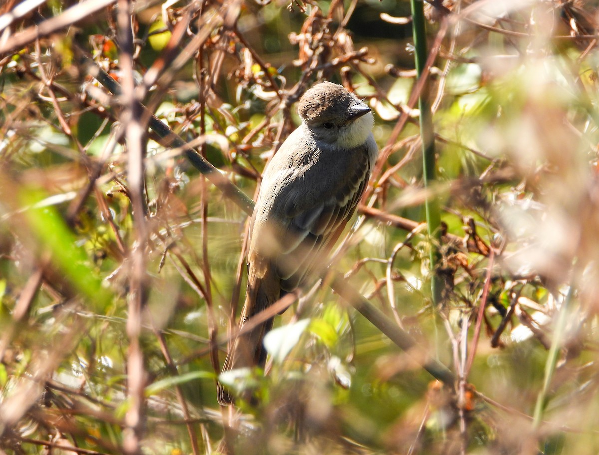 Ash-throated Flycatcher - ML612105046