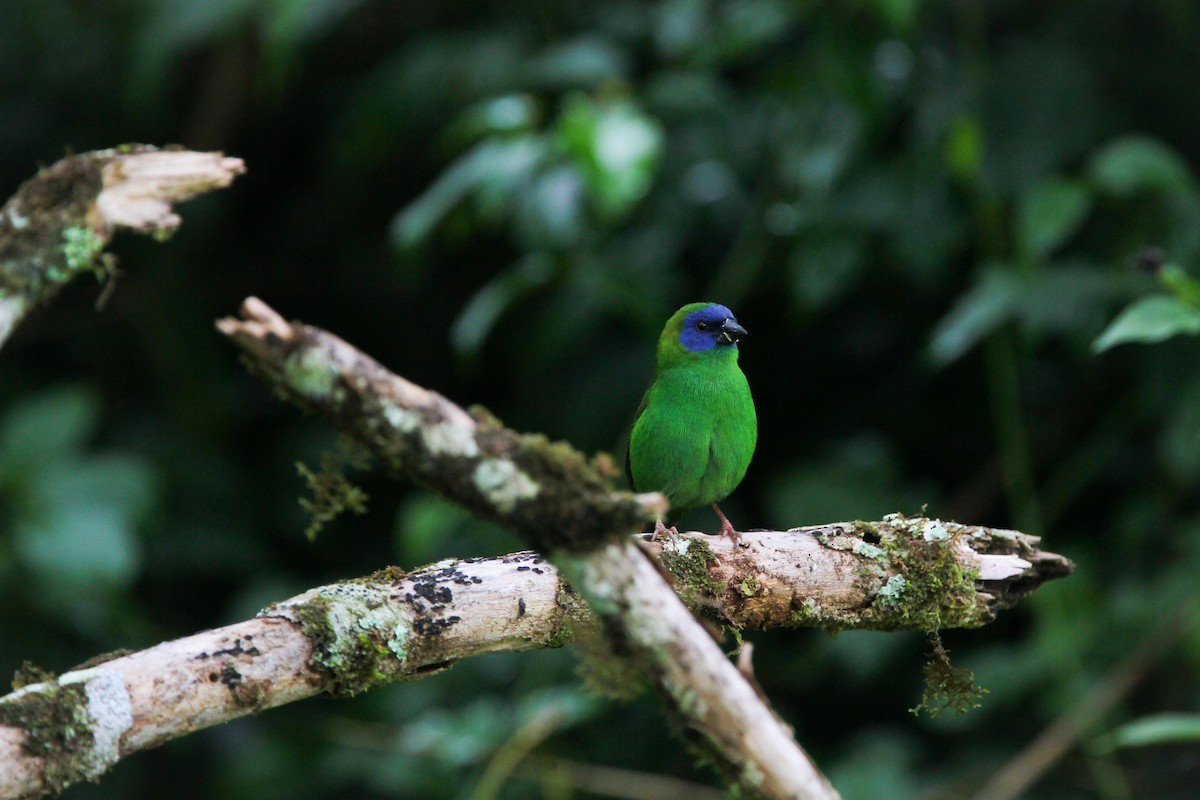 Blue-faced Parrotfinch - ML612105098