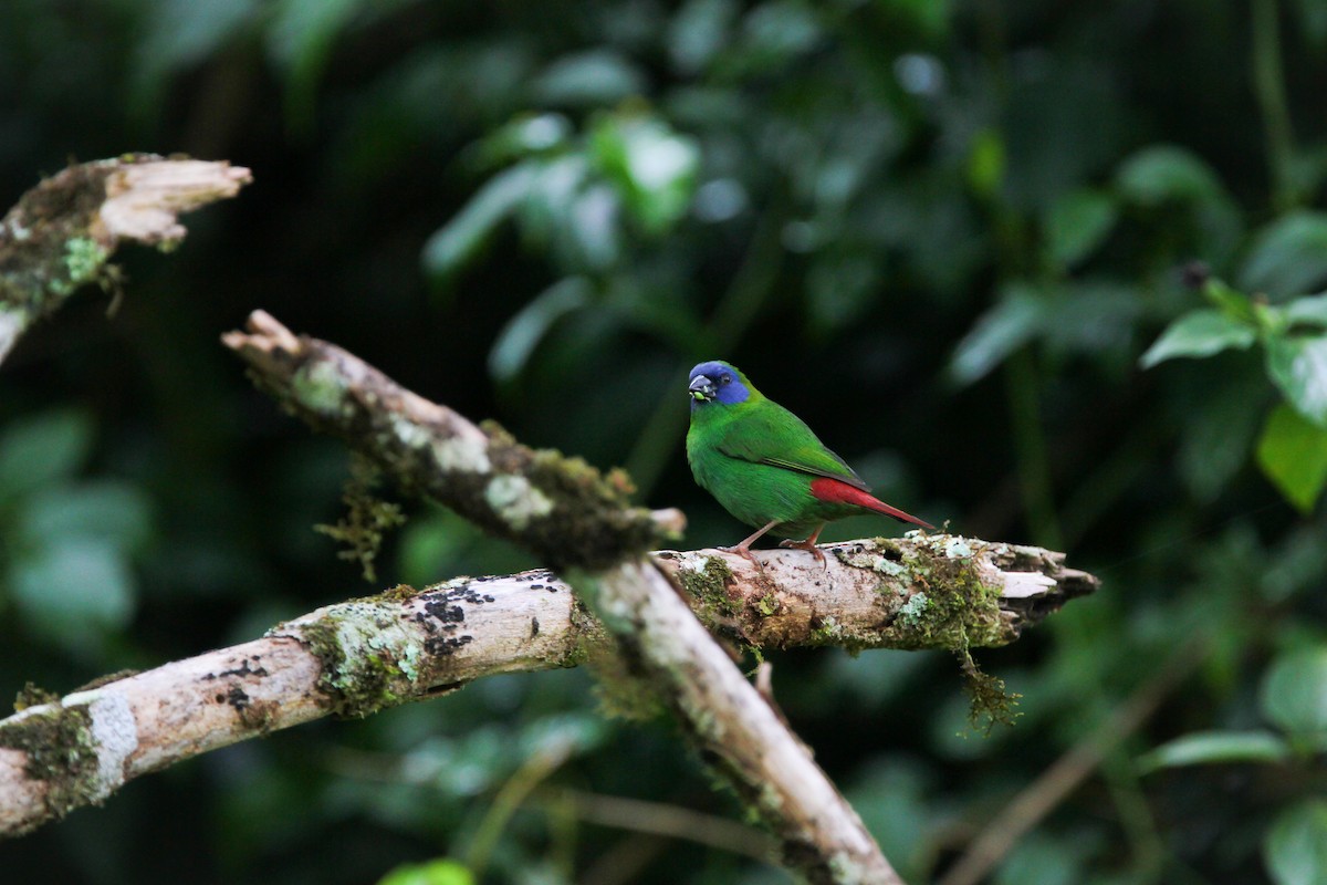 Blue-faced Parrotfinch - Jesse Watson