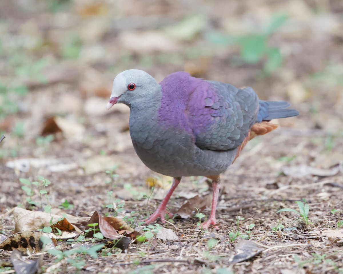 Gray-fronted Quail-Dove - Terence Degan