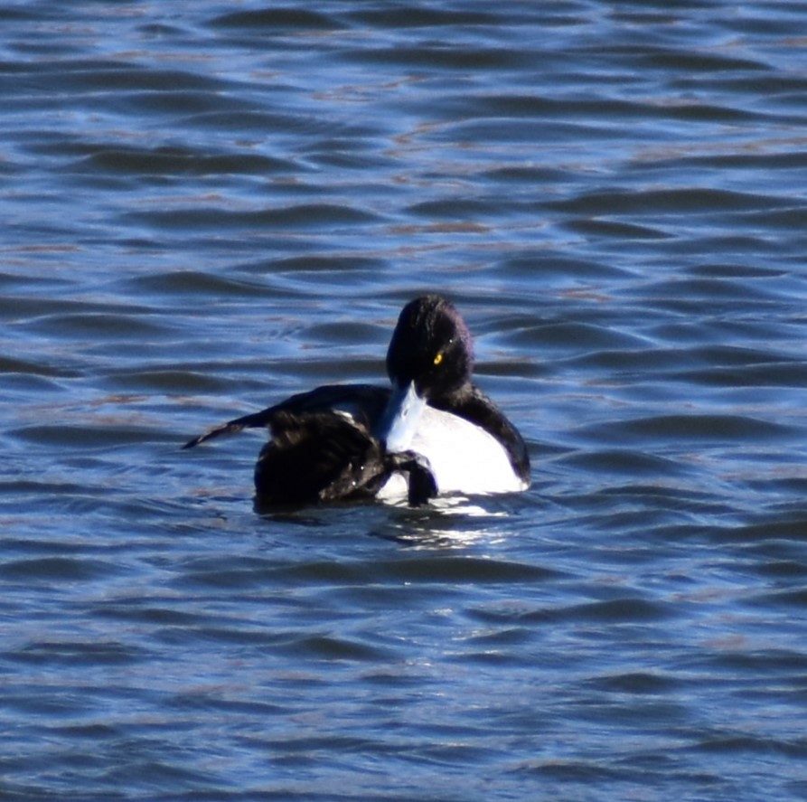 Lesser Scaup - ML612105262