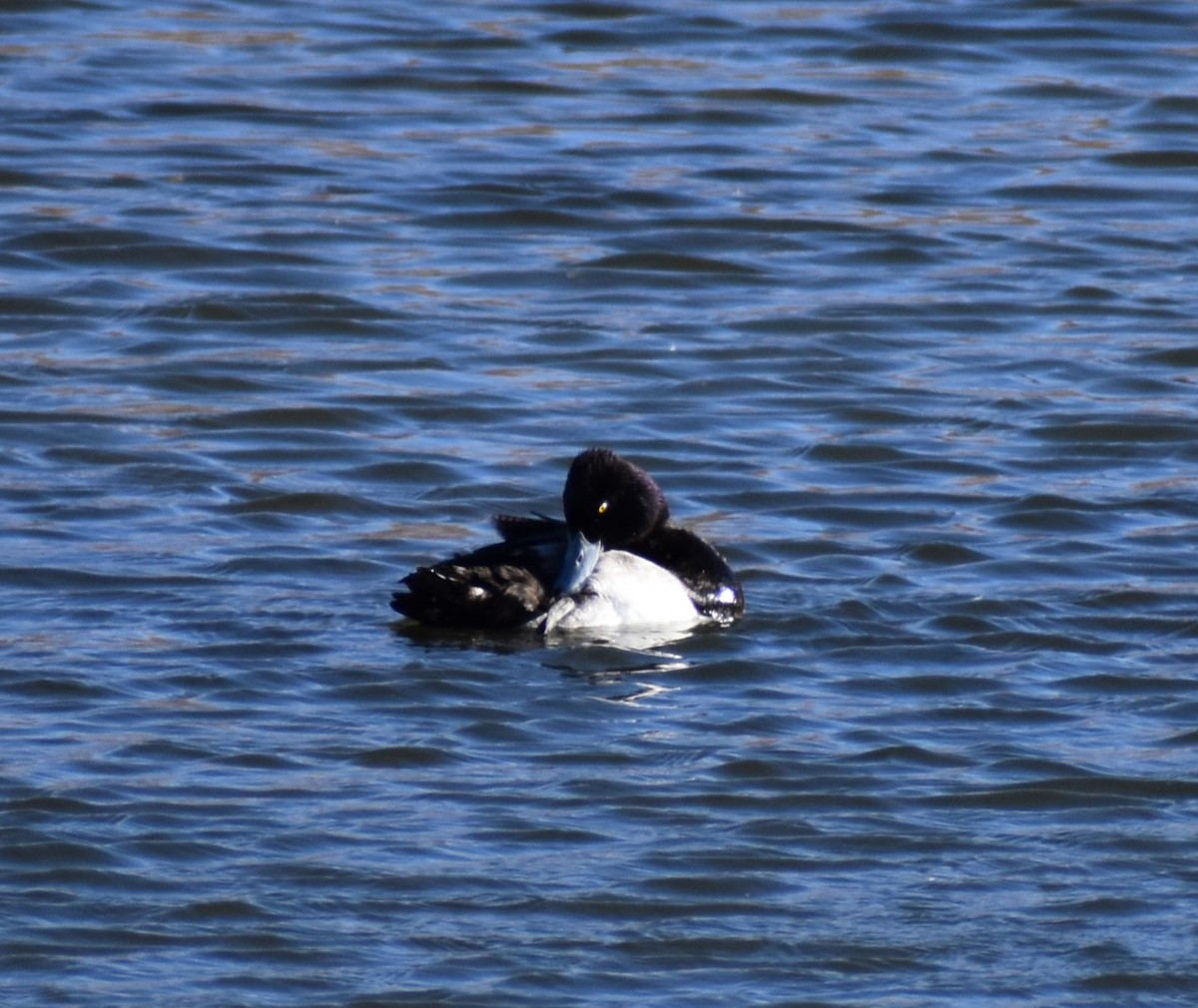 Lesser Scaup - ML612105279