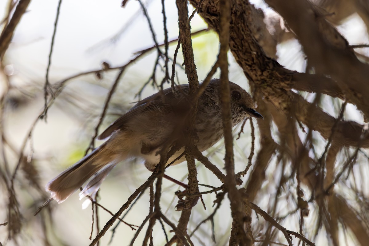 Brown Thornbill - ML612105351